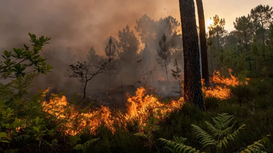 Incendies en forêt - Prévention des feux de forêts, que peut faire le sylviculteur ?